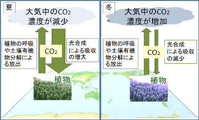 植物活動による二酸化炭素のやりとり