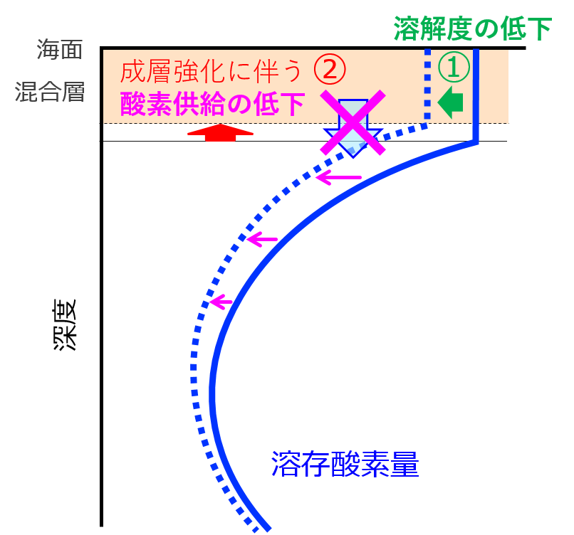 貧酸素化メカニズムの模式図